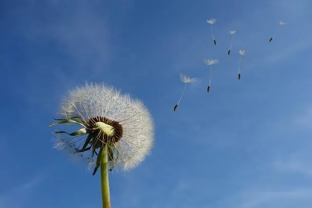 dandelion-ge410aede8_640.jpg /images/nvsp/blogs/dandelion-ge410aede8_640.webp